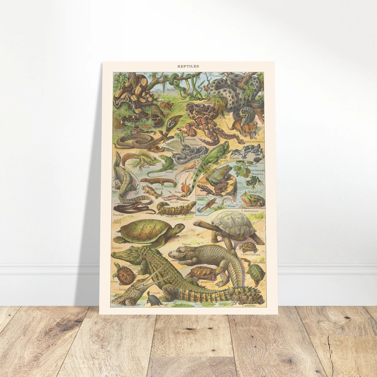 Planche Reptiles et amphibiens – Illustration ancienne Larousse 1910. Planche de l'Encyclopédie Larousse de 1910 titrée "Reptiles", illustrant une diversité de reptiles et d'amphibiens tels que des serpents, lézards, tortues et grenouilles, avec leurs noms. Image d'illustration 4
