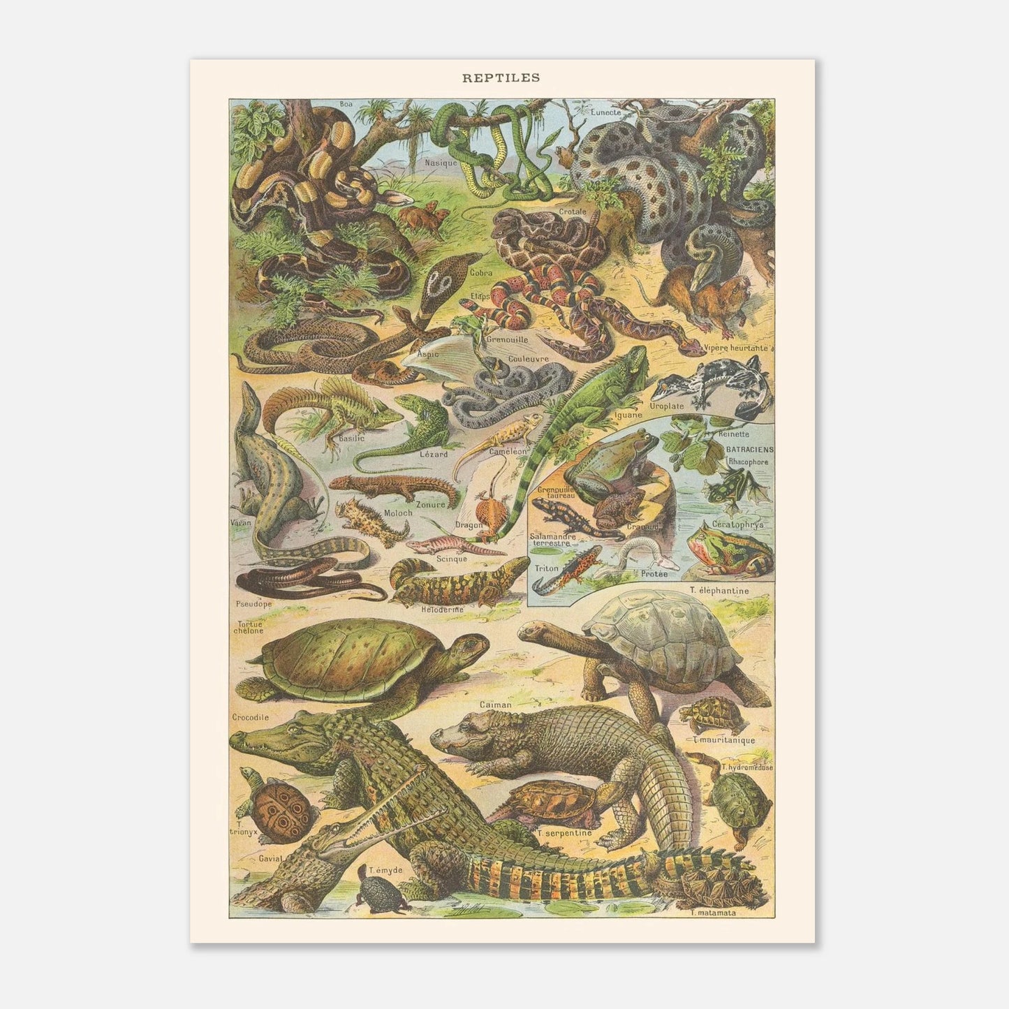 Planche Reptiles et amphibiens – Illustration ancienne Larousse 1910 (42x59,4 cm (A2)). Planche de l'Encyclopédie Larousse de 1910 titrée "Reptiles", illustrant une diversité de reptiles et d'amphibiens tels que des serpents, lézards, tortues et grenouilles, avec leurs noms.