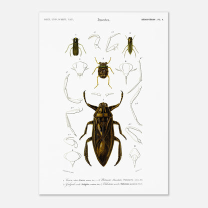 Planche scientifique d'insectes aquatiques : Corise striée (29,7x42 cm (A3)). Planche scientifique d'insectes, montrant en détail les parties d'un grand insecte aquatique au centre, entouré de croquis de ses membres et de sa tête, avec des numérotations et des légendes.