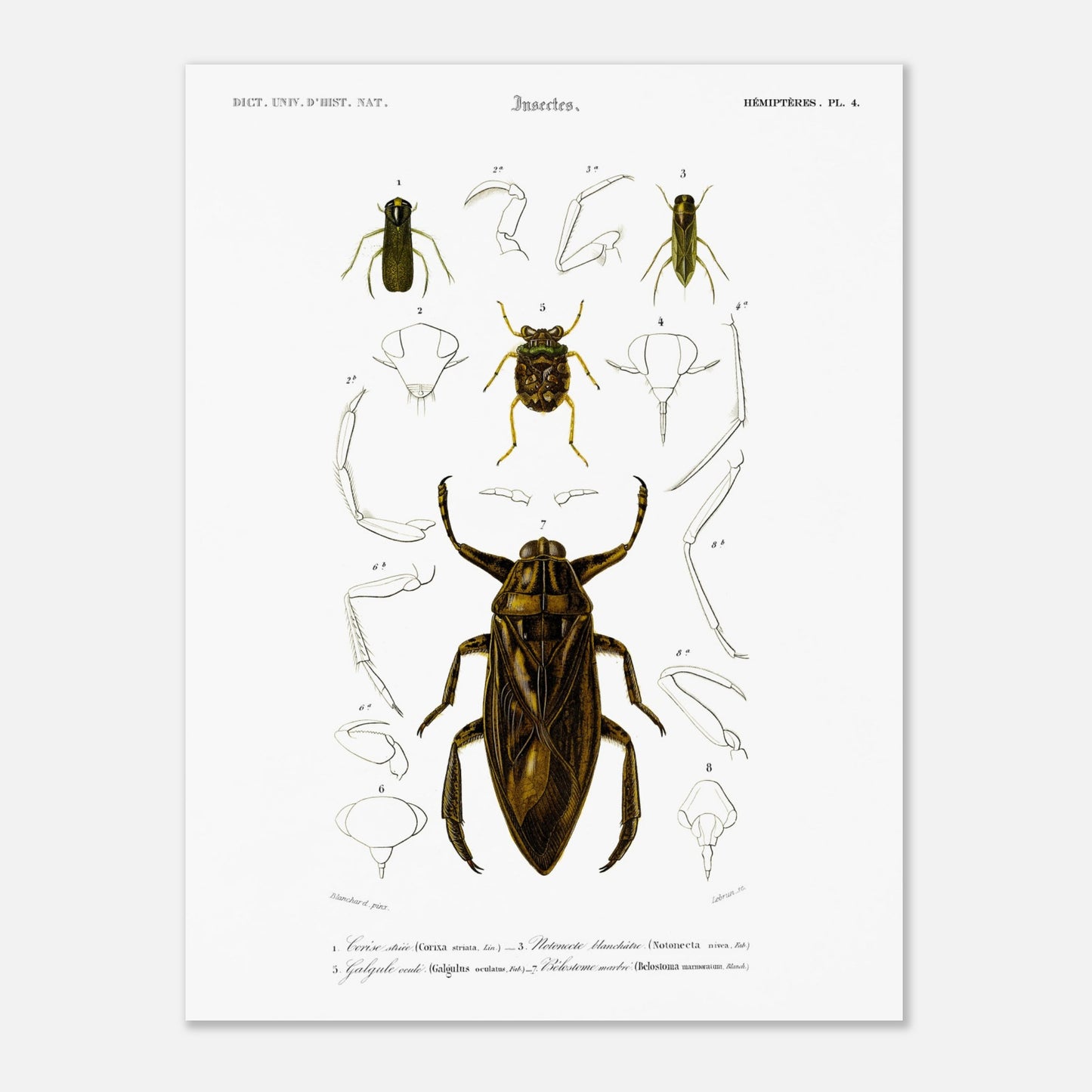 Planche scientifique d'insectes aquatiques : Corise striée (30x40 cm). Planche scientifique d'insectes, montrant en détail les parties d'un grand insecte aquatique au centre, entouré de croquis de ses membres et de sa tête, avec des numérotations et des légendes.