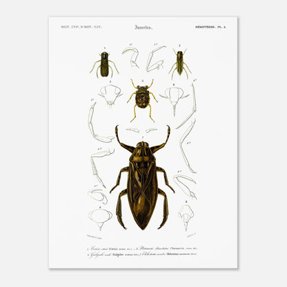 Planche scientifique d'insectes aquatiques : Corise striée (30x40 cm). Planche scientifique d'insectes, montrant en détail les parties d'un grand insecte aquatique au centre, entouré de croquis de ses membres et de sa tête, avec des numérotations et des légendes.