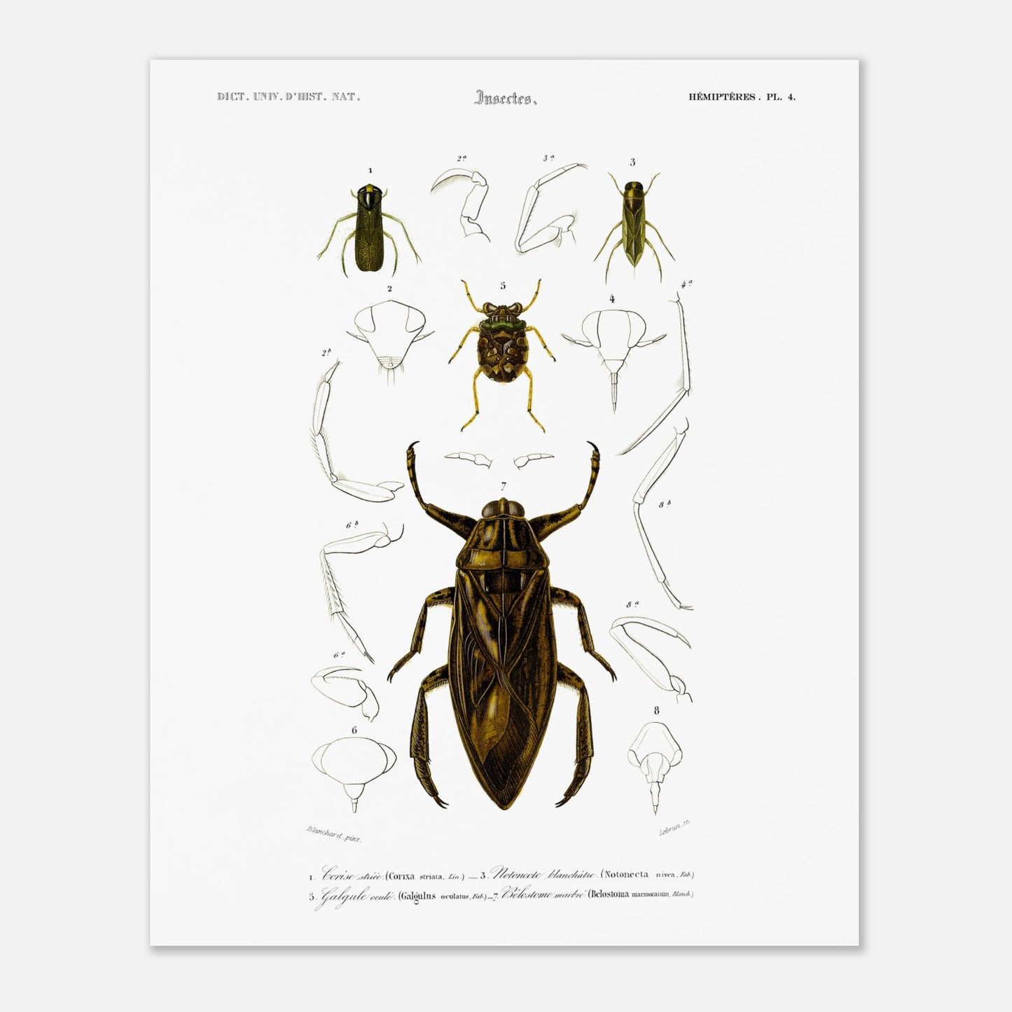 Planche scientifique d'insectes aquatiques : Corise striée (40x50 cm). Planche scientifique d'insectes, montrant en détail les parties d'un grand insecte aquatique au centre, entouré de croquis de ses membres et de sa tête, avec des numérotations et des légendes.