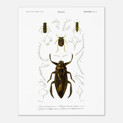 Planche scientifique d'insectes aquatiques : Corise striée (40x50 cm). Planche scientifique d'insectes, montrant en détail les parties d'un grand insecte aquatique au centre, entouré de croquis de ses membres et de sa tête, avec des numérotations et des légendes.