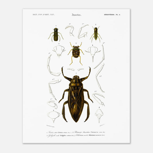 Planche scientifique d'insectes aquatiques : Corise striée (40x50 cm). Planche scientifique d'insectes, montrant en détail les parties d'un grand insecte aquatique au centre, entouré de croquis de ses membres et de sa tête, avec des numérotations et des légendes.