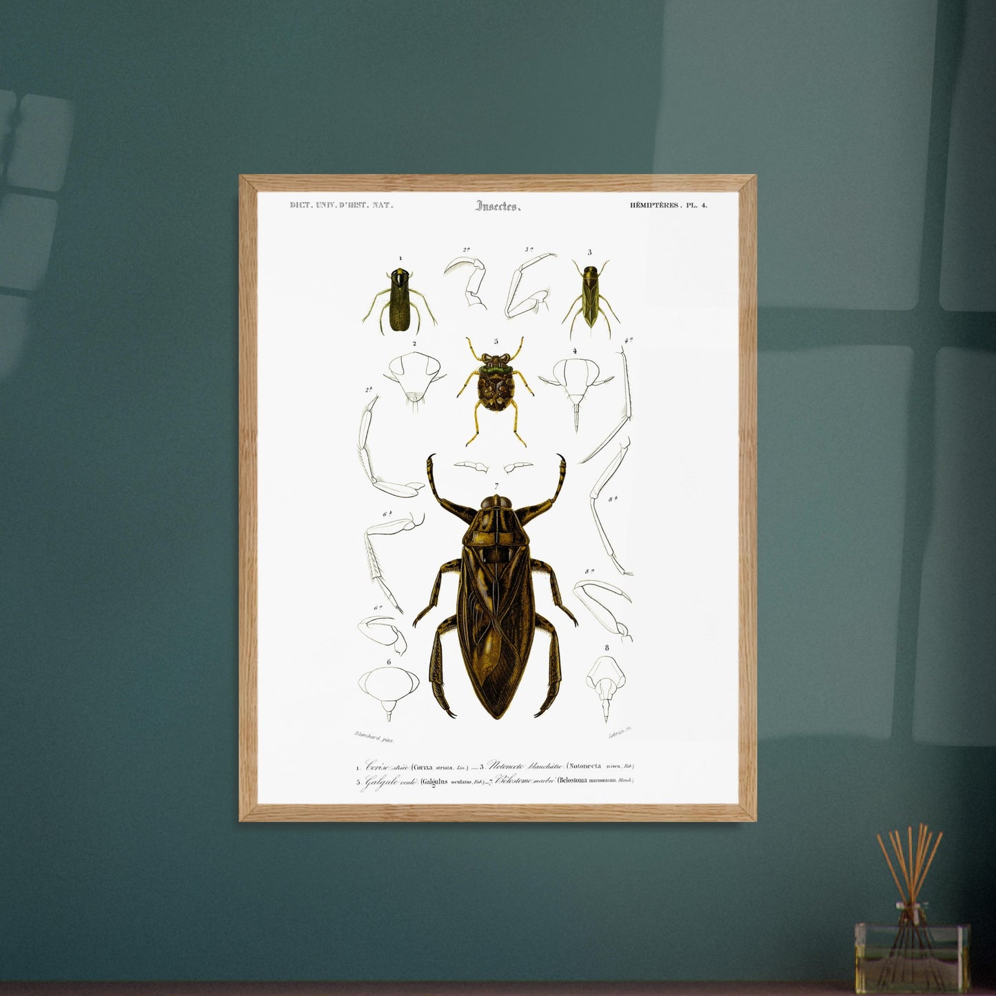 Planche scientifique d'insectes aquatiques : Corise striée. Planche scientifique d'insectes, montrant en détail les parties d'un grand insecte aquatique au centre, entouré de croquis de ses membres et de sa tête, avec des numérotations et des légendes. Image d'illustration 5