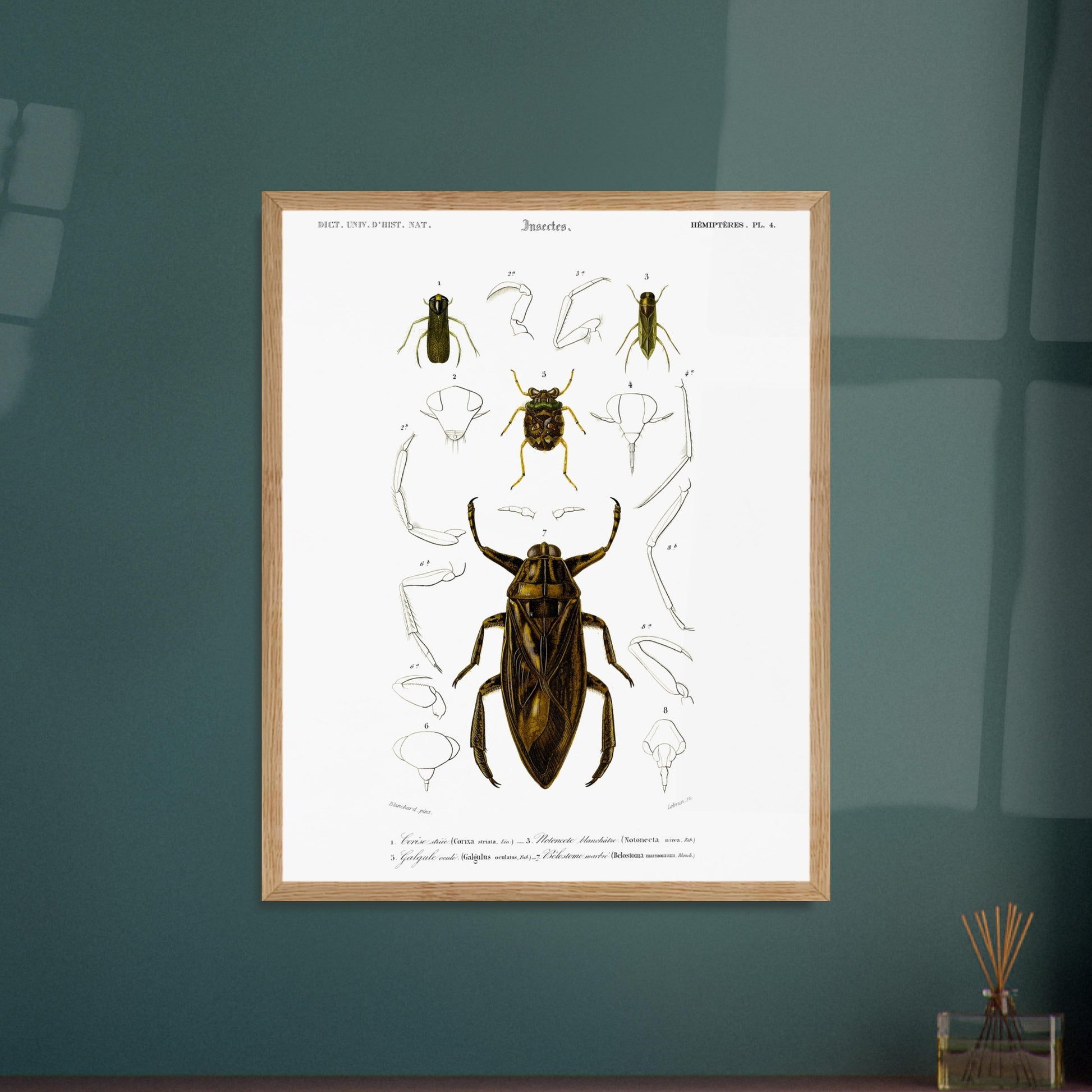 Planche scientifique d'insectes aquatiques : Corise striée. Planche scientifique d'insectes, montrant en détail les parties d'un grand insecte aquatique au centre, entouré de croquis de ses membres et de sa tête, avec des numérotations et des légendes. Image d'illustration 5