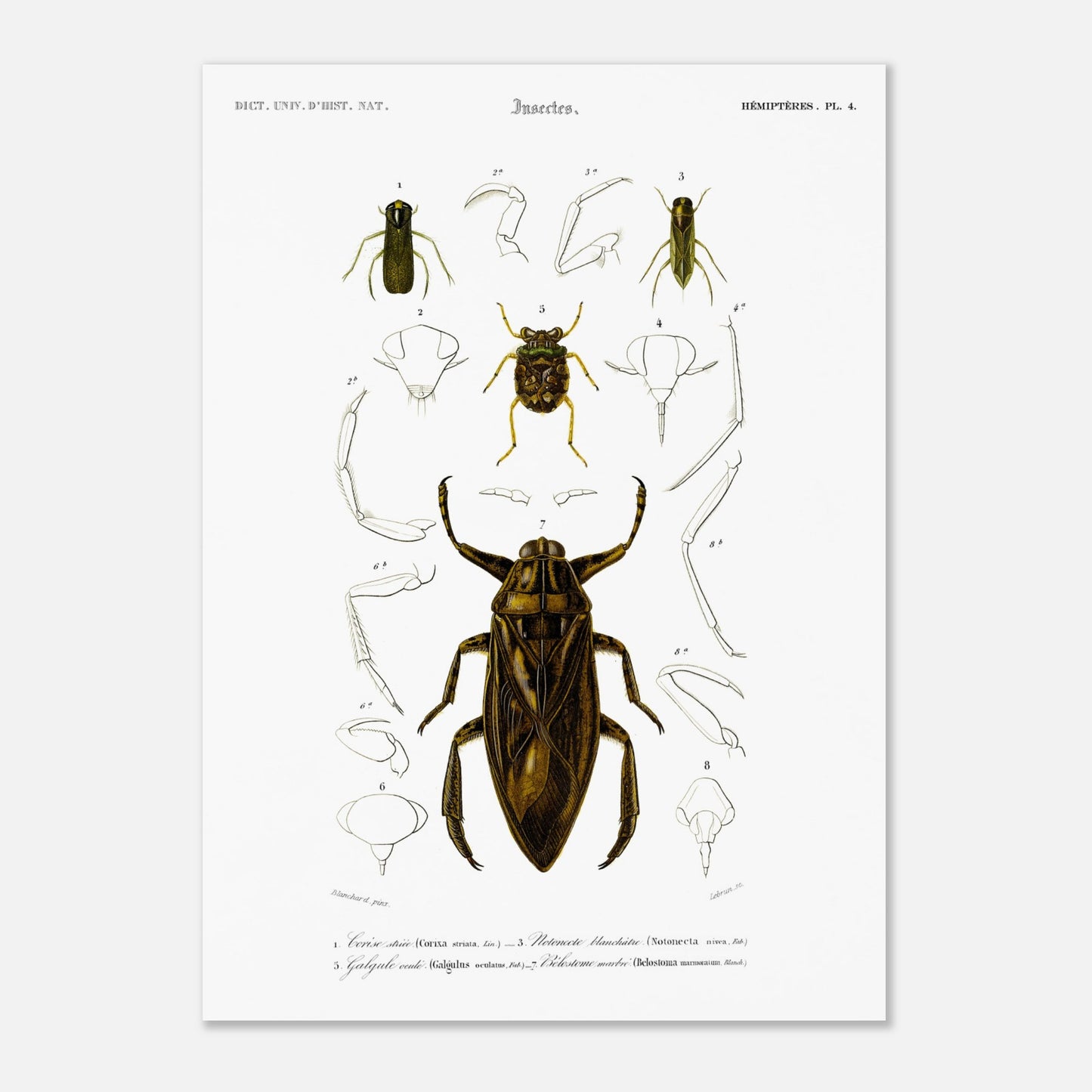 Planche scientifique d'insectes aquatiques : Corise striée (50x70 cm). Planche scientifique d'insectes, montrant en détail les parties d'un grand insecte aquatique au centre, entouré de croquis de ses membres et de sa tête, avec des numérotations et des légendes.