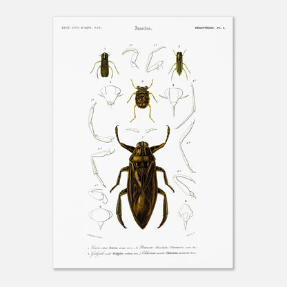 Planche scientifique d'insectes aquatiques : Corise striée (50x70 cm). Planche scientifique d'insectes, montrant en détail les parties d'un grand insecte aquatique au centre, entouré de croquis de ses membres et de sa tête, avec des numérotations et des légendes.