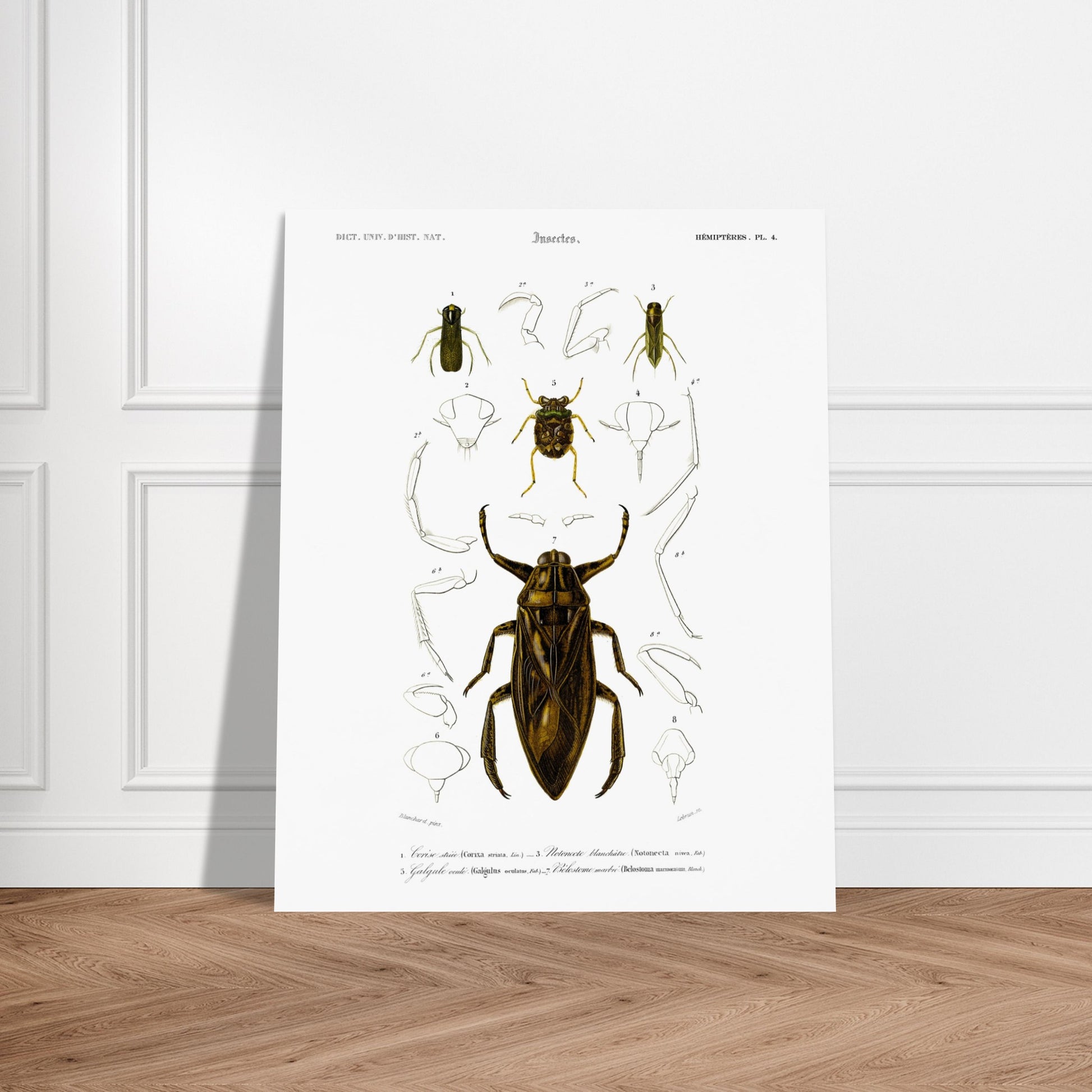 Planche scientifique d'insectes aquatiques : Corise striée. Planche scientifique d'insectes, montrant en détail les parties d'un grand insecte aquatique au centre, entouré de croquis de ses membres et de sa tête, avec des numérotations et des légendes. Image d'illustration 6