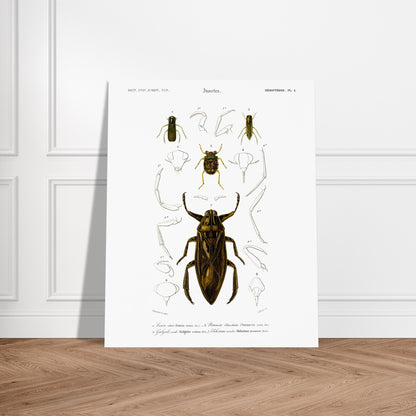 Planche scientifique d'insectes aquatiques : Corise striée. Planche scientifique d'insectes, montrant en détail les parties d'un grand insecte aquatique au centre, entouré de croquis de ses membres et de sa tête, avec des numérotations et des légendes. Image d'illustration 6