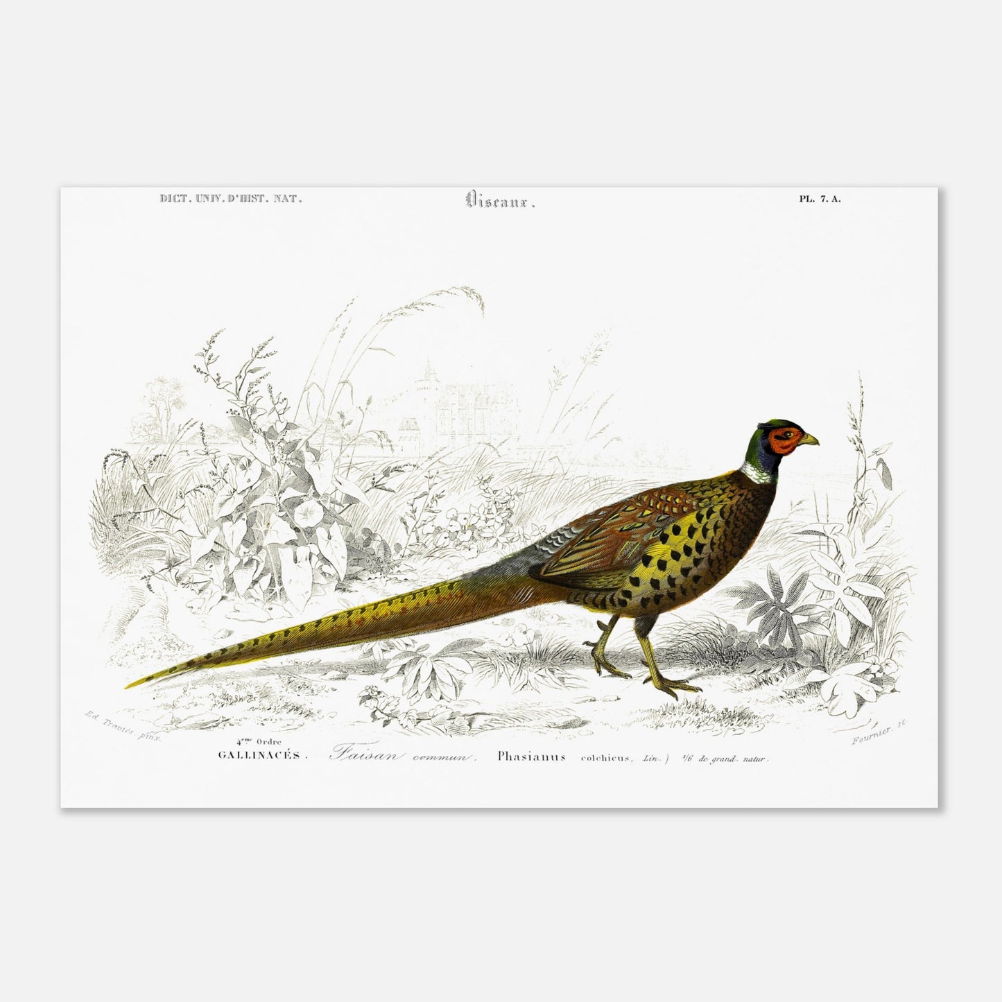 Planche scientifique Faisan commun - Charles d'Orbigny (29,7x42 cm (A3)). Planche scientifique ancienne illustrant un faisan commun, détaillé avec des gravures et des touches de couleur, dans un environnement végétal.