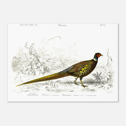 Planche scientifique Faisan commun - Charles d'Orbigny (29,7x42 cm (A3)). Planche scientifique ancienne illustrant un faisan commun, détaillé avec des gravures et des touches de couleur, dans un environnement végétal.
