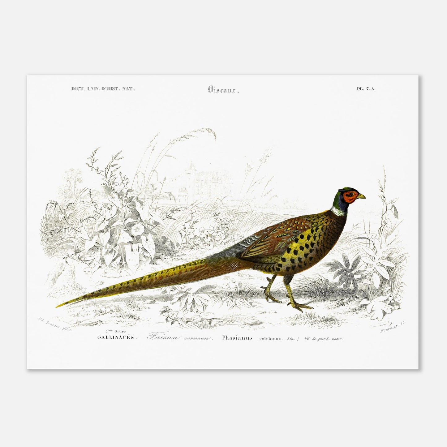 Planche scientifique Faisan commun - Charles d'Orbigny (30x40 cm). Planche scientifique ancienne illustrant un faisan commun, détaillé avec des gravures et des touches de couleur, dans un environnement végétal.