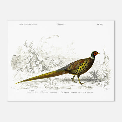 Planche scientifique Faisan commun - Charles d'Orbigny (30x40 cm). Planche scientifique ancienne illustrant un faisan commun, détaillé avec des gravures et des touches de couleur, dans un environnement végétal.