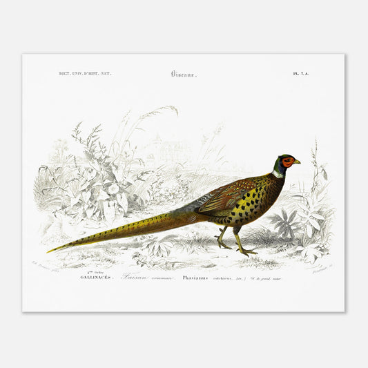 Planche scientifique Faisan commun - Charles d'Orbigny (40x50 cm). Planche scientifique ancienne illustrant un faisan commun, détaillé avec des gravures et des touches de couleur, dans un environnement végétal.