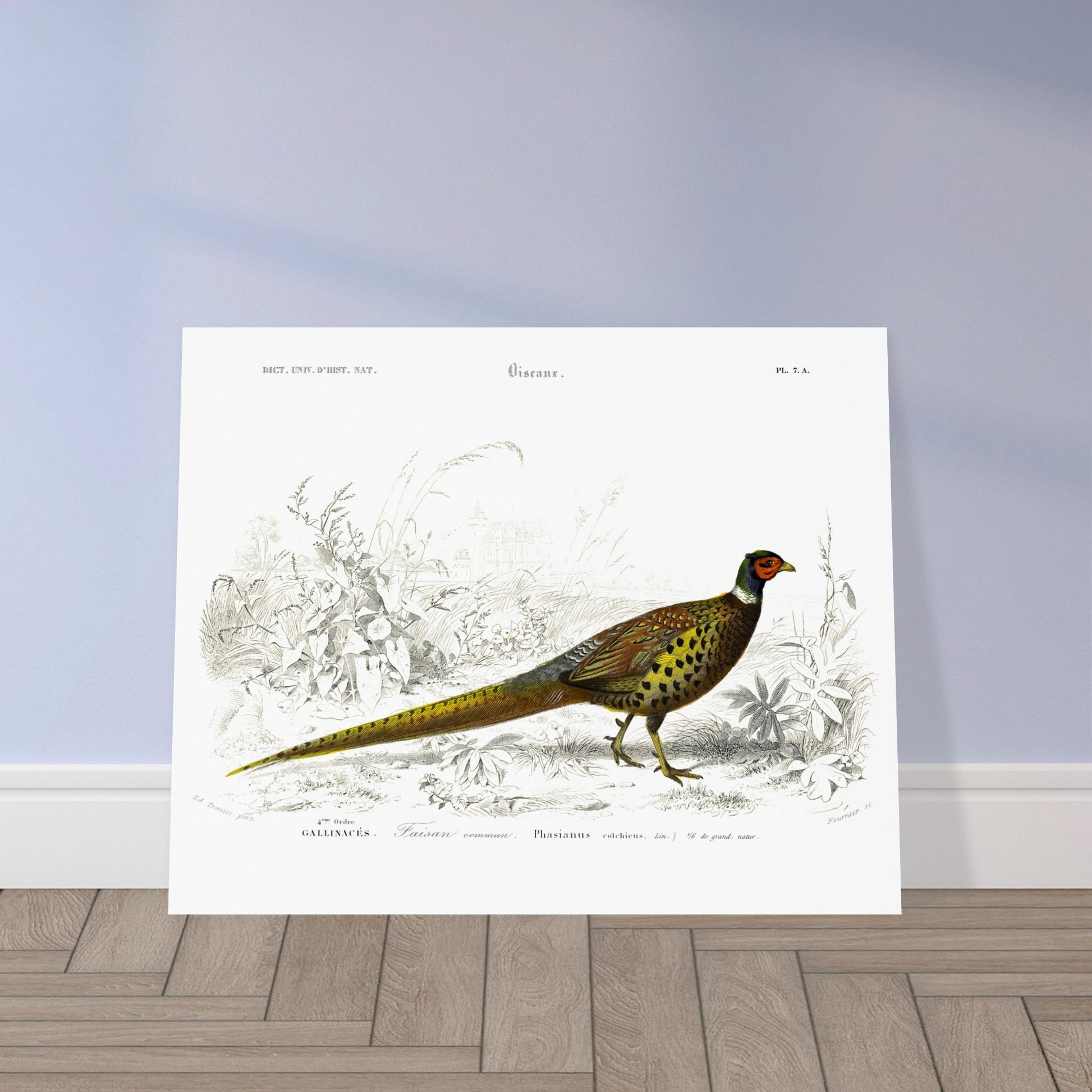 Planche scientifique Faisan commun - Charles d'Orbigny. Planche scientifique ancienne illustrant un faisan commun, détaillé avec des gravures et des touches de couleur, dans un environnement végétal. Image d'illustration 5