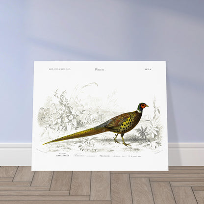Planche scientifique Faisan commun - Charles d'Orbigny. Planche scientifique ancienne illustrant un faisan commun, détaillé avec des gravures et des touches de couleur, dans un environnement végétal. Image d'illustration 5