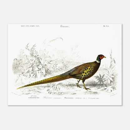 Planche scientifique Faisan commun - Charles d'Orbigny (50x70 cm). Planche scientifique ancienne illustrant un faisan commun, détaillé avec des gravures et des touches de couleur, dans un environnement végétal.