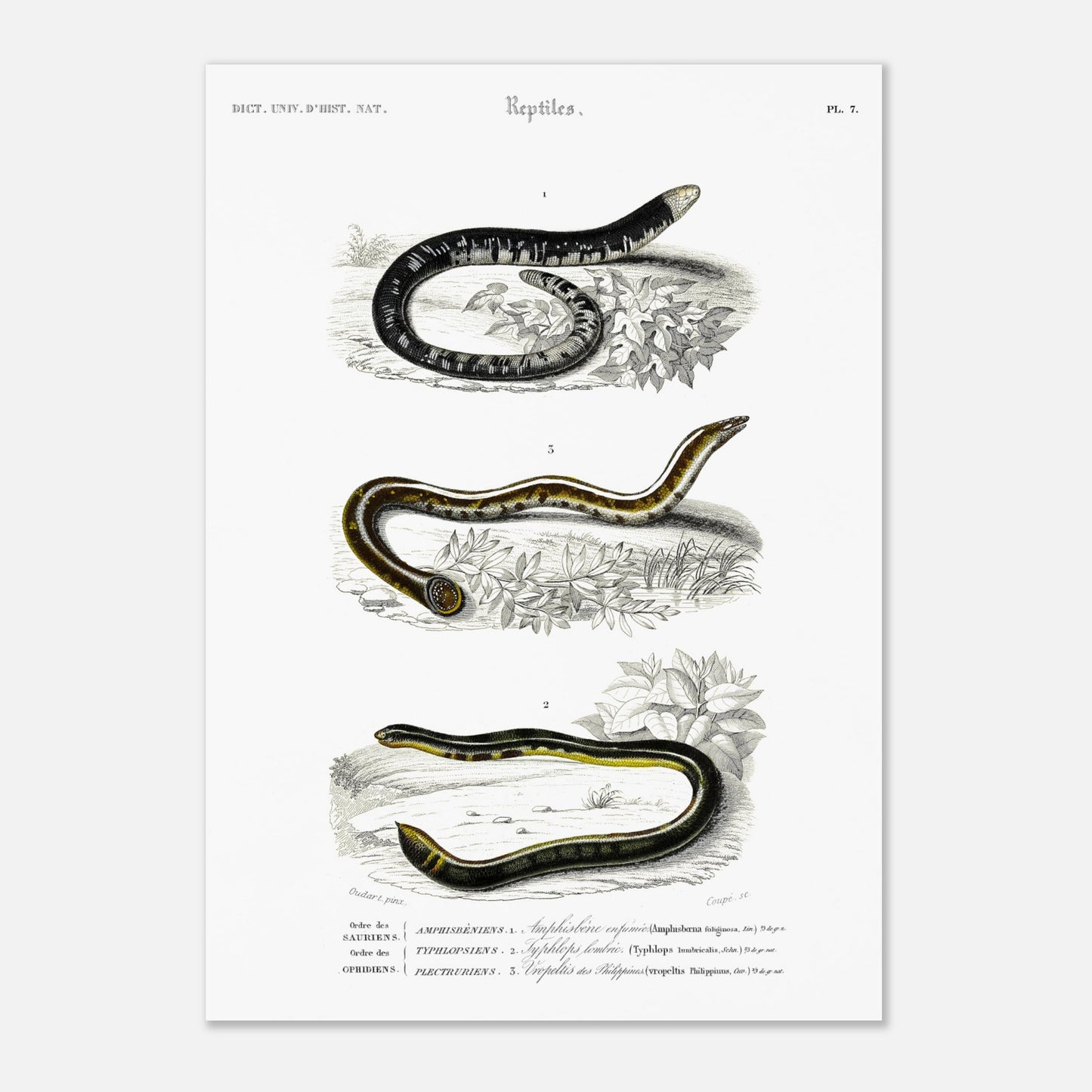 Planche scientifique ancienne de reptiles et serpents par d'Orbigny (29,7x42 cm (A3)). Planche scientifique montrant trois reptiles serpentiformes ; le premier (Amphisbène enfumée) est représenté enroulé, le deuxième (Typhlops) est courbé, et le troisième (Vopeltis) est étendu.