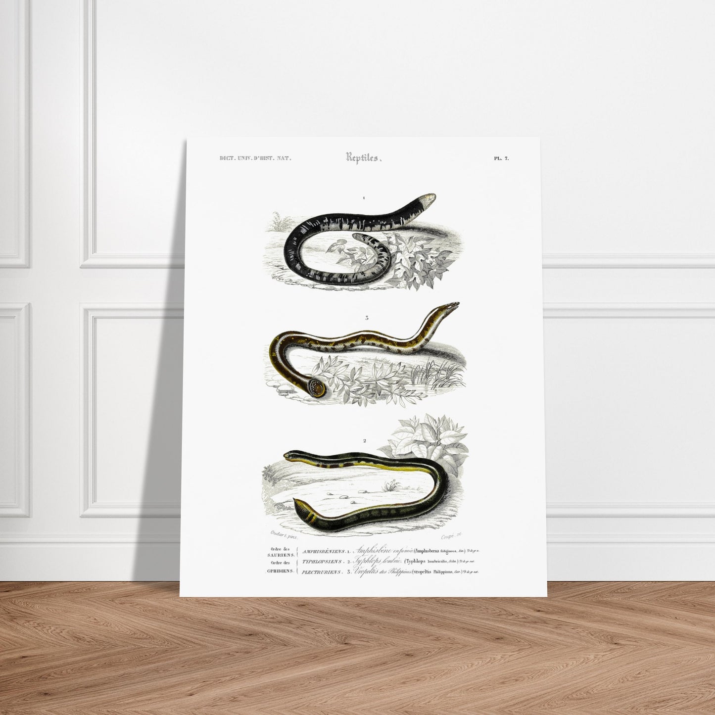 Planche scientifique ancienne de reptiles et serpents par d'Orbigny. Planche scientifique montrant trois reptiles serpentiformes ; le premier (Amphisbène enfumée) est représenté enroulé, le deuxième (Typhlops) est courbé, et le troisième (Vopeltis) est étendu. Image d'illustration 5