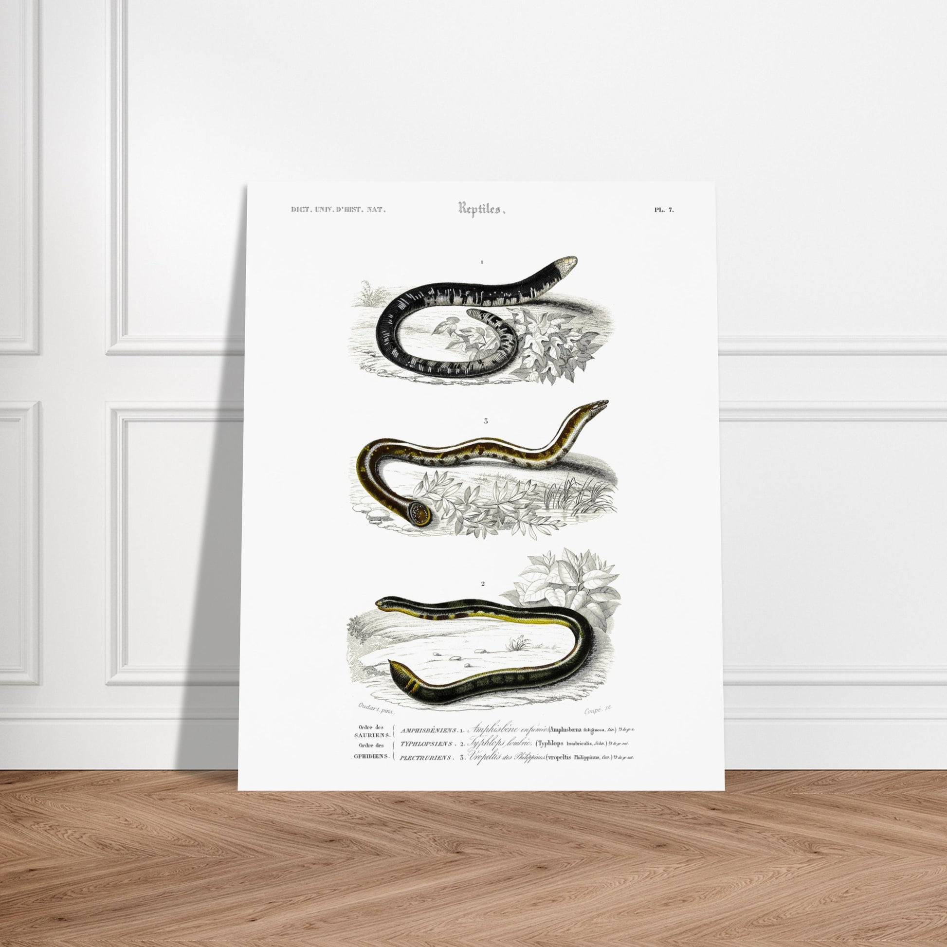 Planche scientifique ancienne de reptiles et serpents par d'Orbigny. Planche scientifique montrant trois reptiles serpentiformes ; le premier (Amphisbène enfumée) est représenté enroulé, le deuxième (Typhlops) est courbé, et le troisième (Vopeltis) est étendu. Image d'illustration 5
