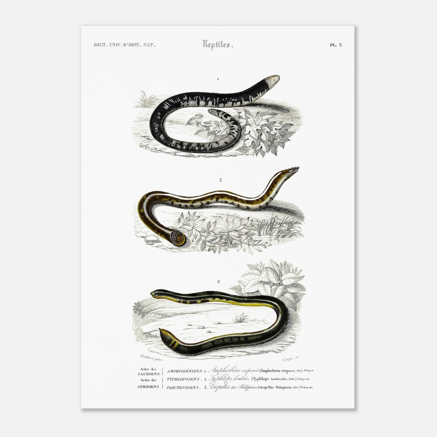 Planche scientifique ancienne de reptiles et serpents par d'Orbigny (50x70 cm). Planche scientifique montrant trois reptiles serpentiformes ; le premier (Amphisbène enfumée) est représenté enroulé, le deuxième (Typhlops) est courbé, et le troisième (Vopeltis) est étendu.