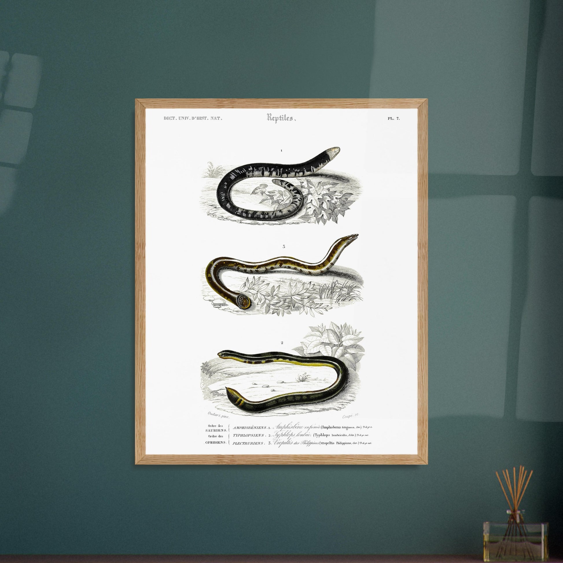Planche scientifique ancienne de reptiles et serpents par d'Orbigny. Planche scientifique montrant trois reptiles serpentiformes ; le premier (Amphisbène enfumée) est représenté enroulé, le deuxième (Typhlops) est courbé, et le troisième (Vopeltis) est étendu. Image d'illustration 6