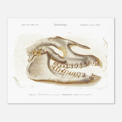Planche scientifique T)te de Palœotherium crassum par d'Orbigny (40x50 cm). Planche du Dictionnaire Universel d'Histoire Naturelle de Charles d'Orbigny, représentant la tête fossilisée d'un Palœotherium crassum, avec des détails sur la denture et la structure osseuse.