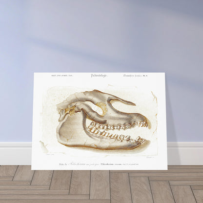 Planche scientifique T)te de Palœotherium crassum par d'Orbigny. Planche du Dictionnaire Universel d'Histoire Naturelle de Charles d'Orbigny, représentant la tête fossilisée d'un Palœotherium crassum, avec des détails sur la denture et la structure osseuse. Image d'illustration 5