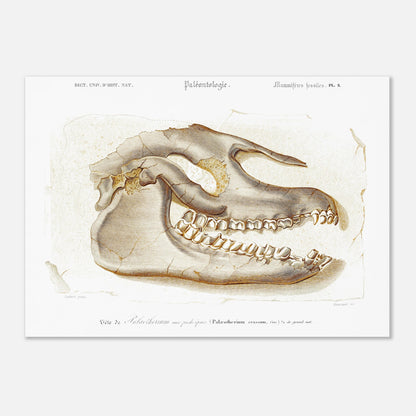 Planche scientifique T)te de Palœotherium crassum par d'Orbigny (50x70 cm). Planche du Dictionnaire Universel d'Histoire Naturelle de Charles d'Orbigny, représentant la tête fossilisée d'un Palœotherium crassum, avec des détails sur la denture et la structure osseuse.