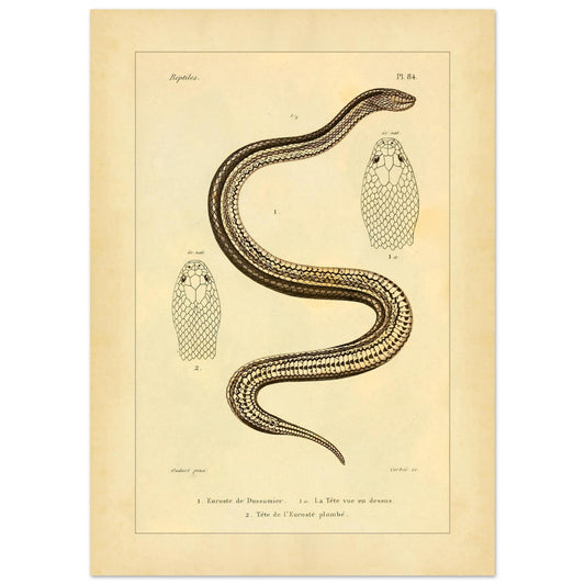 Dussumiers Eurostis und bleigrauer Eurostis: antike Illustration (50x70 cm). Alte naturkundliche Tafel mit der Darstellung einer zusammengerollten Schlange und zwei Ansichten ihres Kopfes, von vorne und von oben.