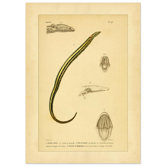 Armmolch und Grottenolm Tafel, zoologische Illustration (50x70 cm). Alte wissenschaftliche Tafel, die eine Armmolch-Art und einen Grottenolm darstellt, mit Ansichten ihres Kopfes und Mauls.