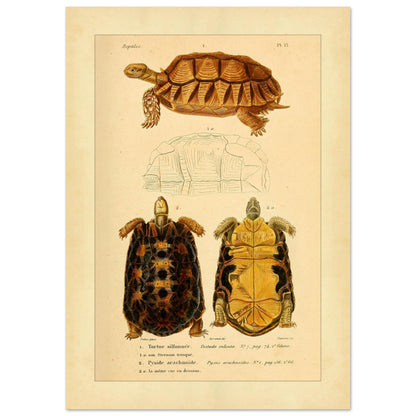 Anatomical Plate of the Grooved Tortoise and Spider tortoise (21x29,7 cm (A4)). Ancient anatomical plate of the sulcate tortoise, showing the turtle viewed from above and below, as well as its shell.