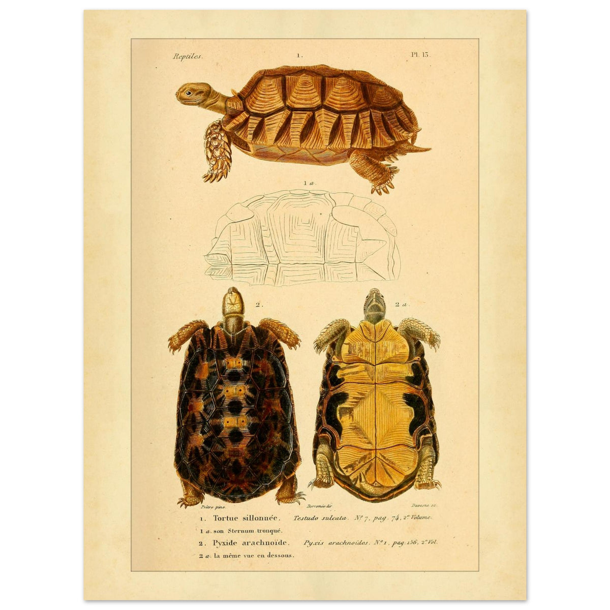 Anatomical Plate of the Grooved Tortoise and Spider tortoise (30x40 cm). Ancient anatomical plate of the sulcate tortoise, showing the turtle viewed from above and below, as well as its shell.