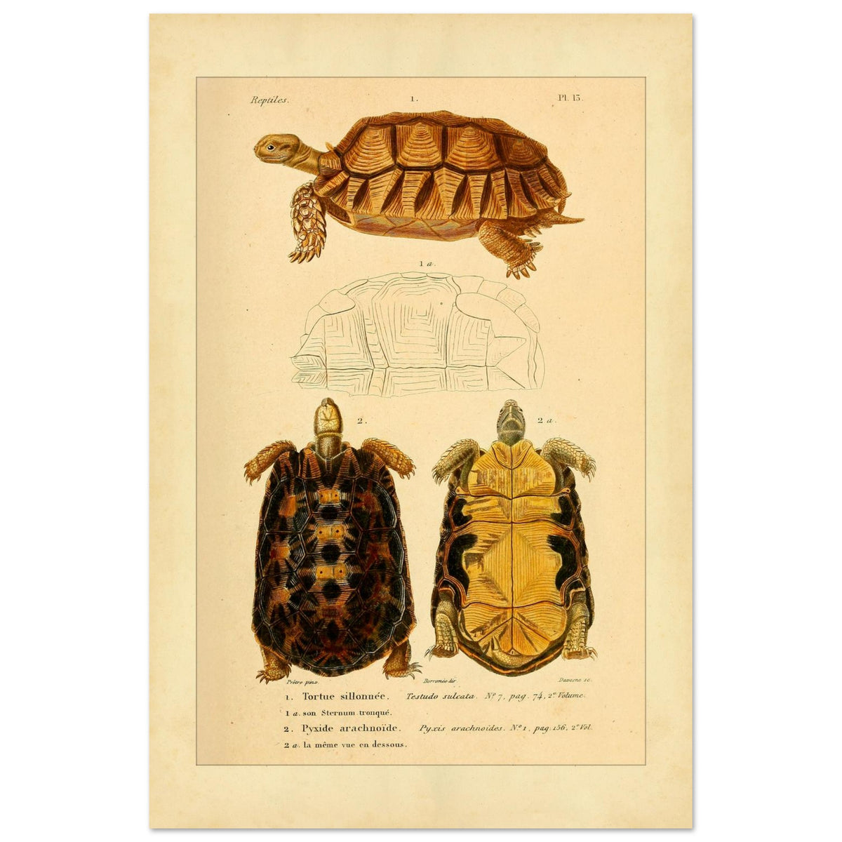 Anatomical Plate of the Grooved Tortoise and Spider tortoise (40x60 cm). Ancient anatomical plate of the sulcate tortoise, showing the turtle viewed from above and below, as well as its shell.