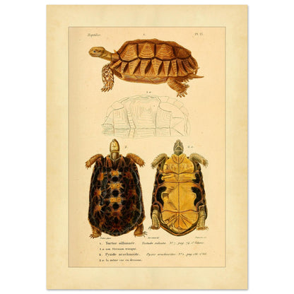 Anatomical Plate of the Grooved Tortoise and Spider tortoise (42x59,4 cm (A2)). Ancient anatomical plate of the sulcate tortoise, showing the turtle viewed from above and below, as well as its shell.