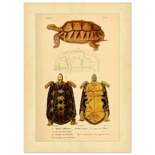 Anatomische Tafel der Gekerbten Schildkröte und Spinnenschildkröte (50x70 cm). Alte anatomische Tafel der Greifschildkröte, die die Schildkröte von oben und unten sowie ihren Panzer zeigt.
