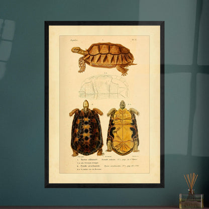 Anatomical Plate of the Grooved Tortoise and Spider tortoise. Ancient anatomical plate of the sulcate tortoise, showing the turtle viewed from above and below, as well as its shell.