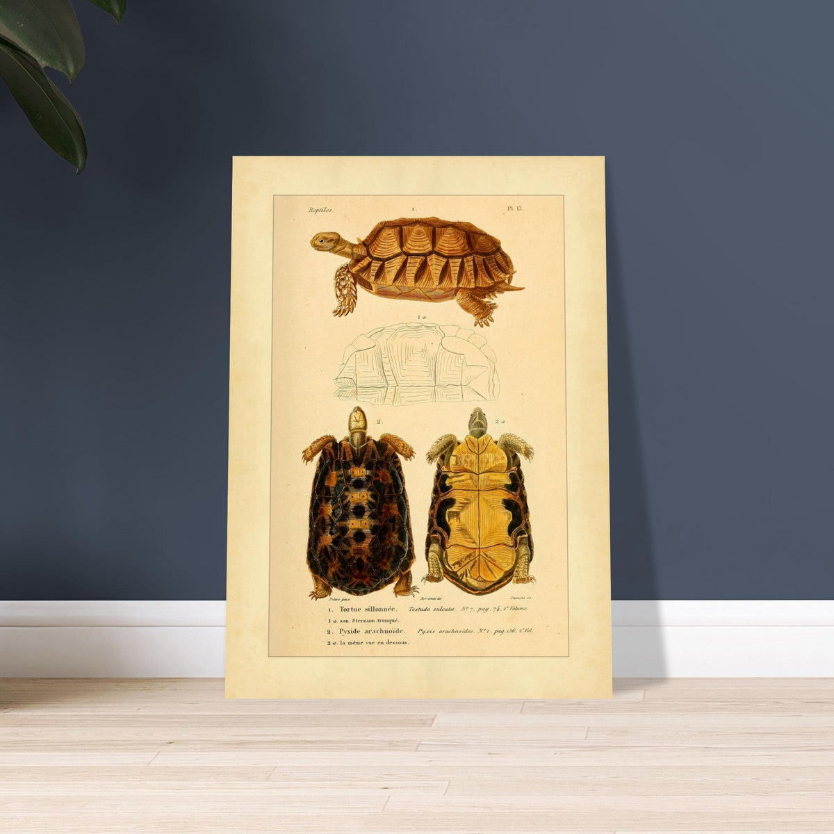 Anatomical Plate of the Grooved Tortoise and Spider tortoise. Ancient anatomical plate of the sulcate tortoise, showing the turtle viewed from above and below, as well as its shell.