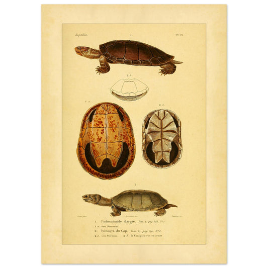Herpetologie-Tafel: Podocnemis expansa und Kap-Pelomeduse (50x70 cm). Alte naturkundliche Tafel mit zwei Schildkröten, eine von oben und eine von unten gesehen, sowie einer Ansicht des Panzer einer anderen Schildkröte.