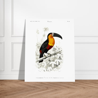 Planche naturaliste du Toucan de Para par Charles d'Orbigny. Illustration naturaliste d'un toucan de Para perché sur une branche, entouré de végétation. Image d'illustration 5