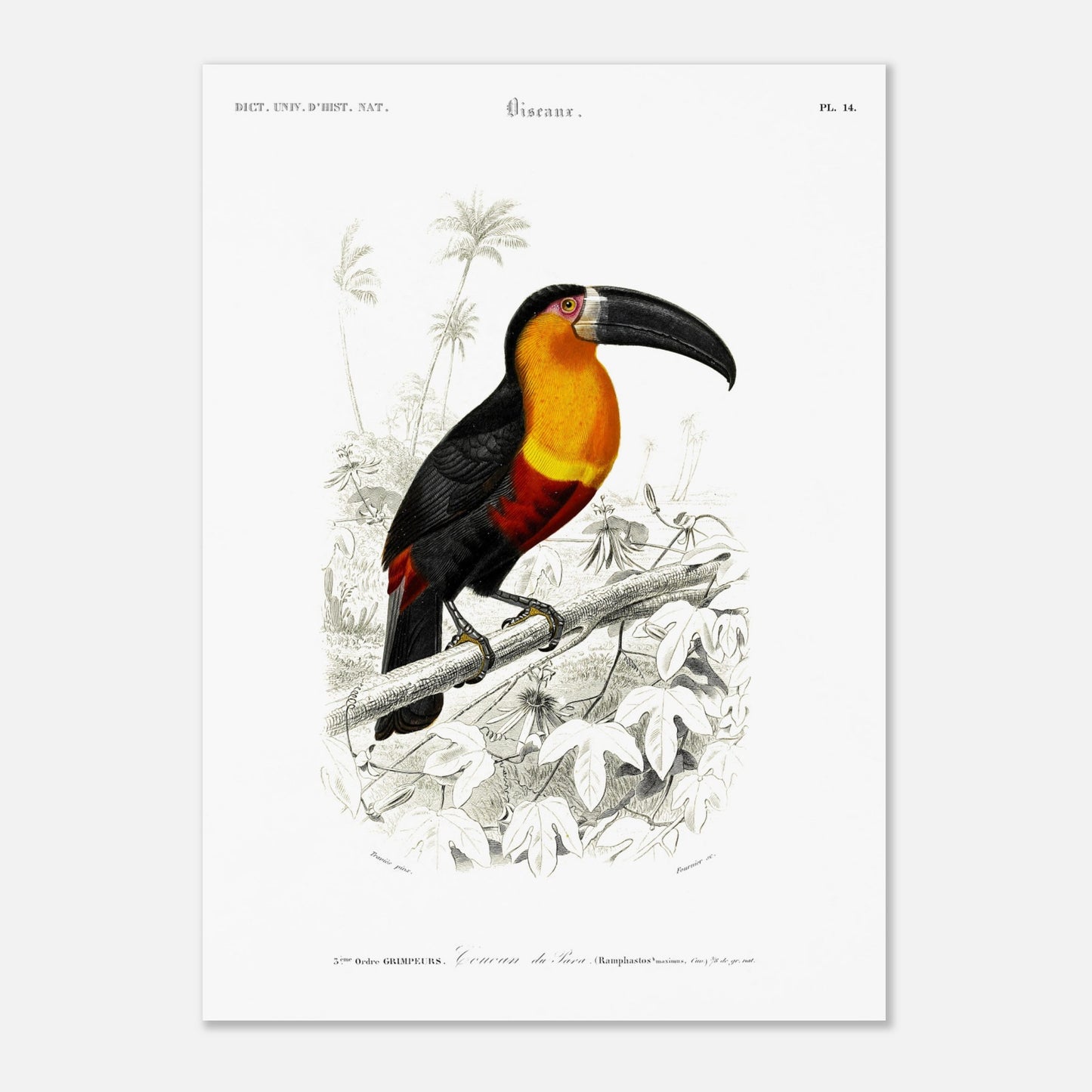 Planche naturaliste du Toucan de Para par Charles d'Orbigny (50x70 cm). Illustration naturaliste d'un toucan de Para perché sur une branche, entouré de végétation.