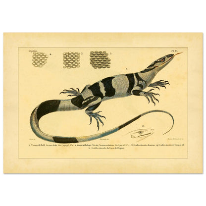 Waran-Tafel: Barks-, Nebel-, Nil- und Picquots Waran (29,7x42 cm (A3)). Zoologische Tafel mit einem Bindenwaran, Kopfdetails von Nebelwaranen und Picquots Waran sowie Rückenschuppen.