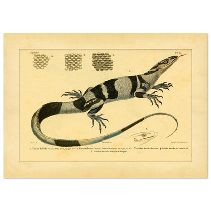 Waran-Tafel: Barks-, Nebel-, Nil- und Picquots Waran (42x59,4 cm (A2)). Zoologische Tafel mit einem Bindenwaran, Kopfdetails von Nebelwaranen und Picquots Waran sowie Rückenschuppen.