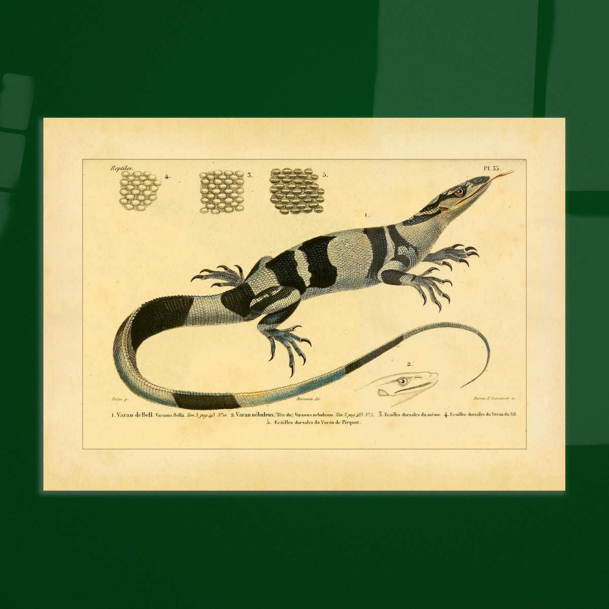 Waran-Tafel: Barks-, Nebel-, Nil- und Picquots Waran. Zoologische Tafel mit einem Bindenwaran, Kopfdetails von Nebelwaranen und Picquots Waran sowie Rückenschuppen.
