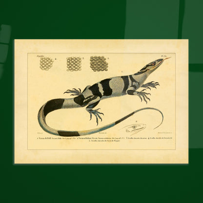 Waran-Tafel: Barks-, Nebel-, Nil- und Picquots Waran. Zoologische Tafel mit einem Bindenwaran, Kopfdetails von Nebelwaranen und Picquots Waran sowie Rückenschuppen.