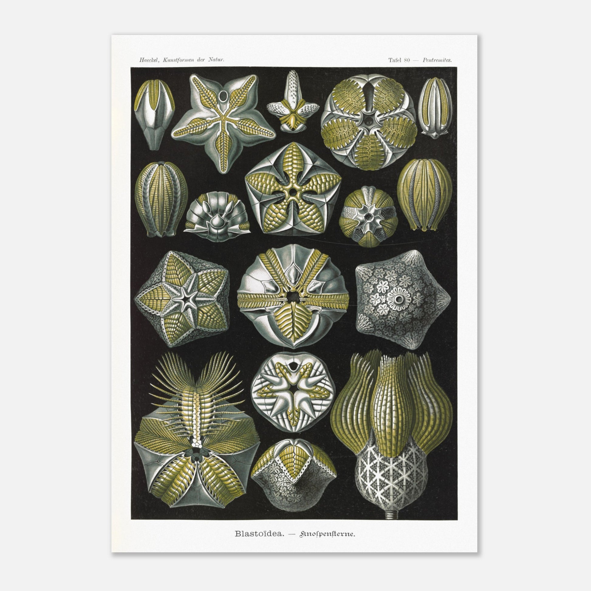 Planche zoologique de Blastoïdes - Ernst Haeckel (29,7x42 cm (A3)). Planche zoologique et botanique du XIXe siècle représentant plusieurs spécimens de Blastoides (étoiles de mer fossiles) sous différents angles, avec des détails anatomiques.
