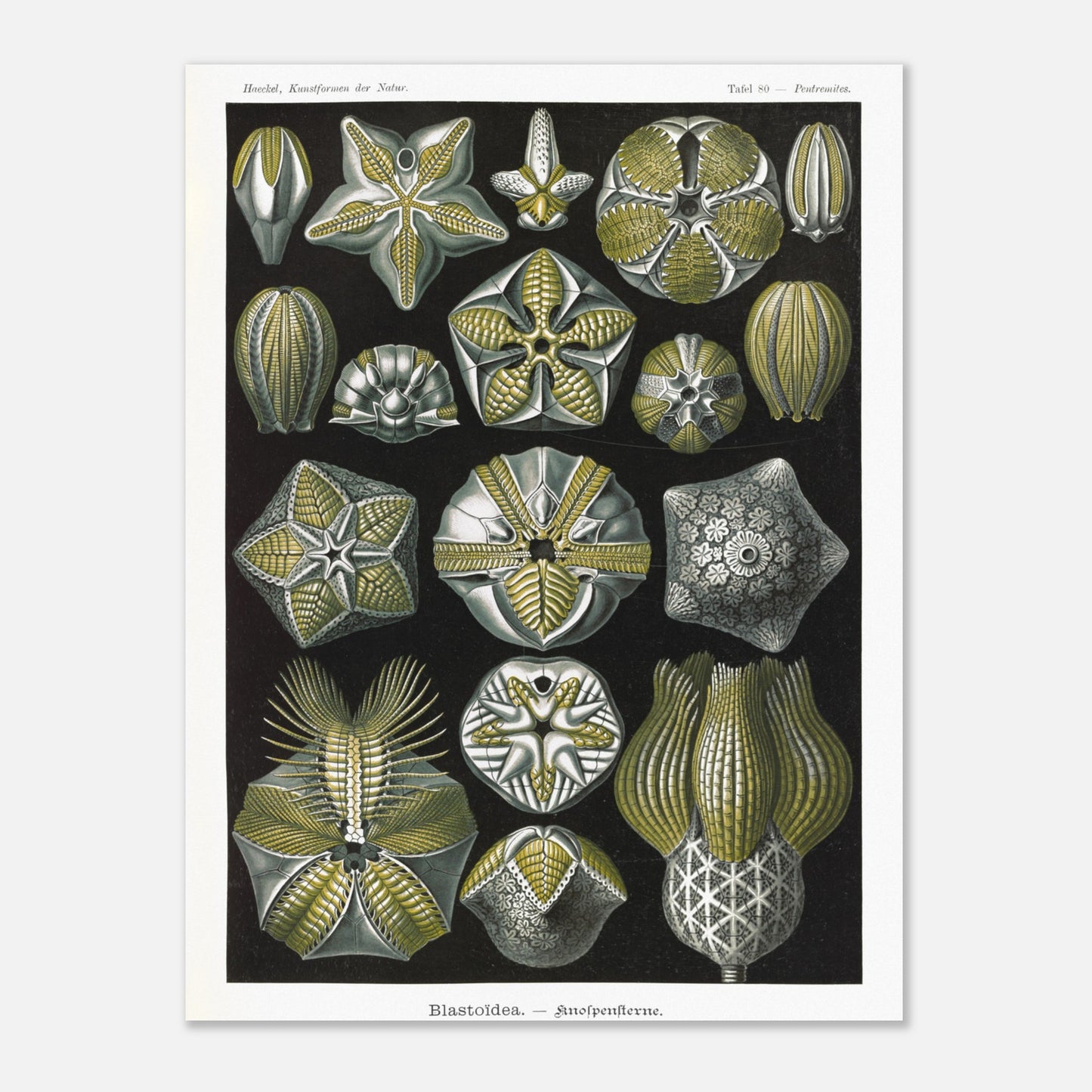 Planche zoologique de Blastoïdes - Ernst Haeckel (30x40 cm). Planche zoologique et botanique du XIXe siècle représentant plusieurs spécimens de Blastoides (étoiles de mer fossiles) sous différents angles, avec des détails anatomiques.