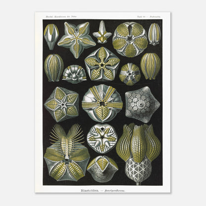 Planche zoologique de Blastoïdes - Ernst Haeckel (30x40 cm). Planche zoologique et botanique du XIXe siècle représentant plusieurs spécimens de Blastoides (étoiles de mer fossiles) sous différents angles, avec des détails anatomiques.