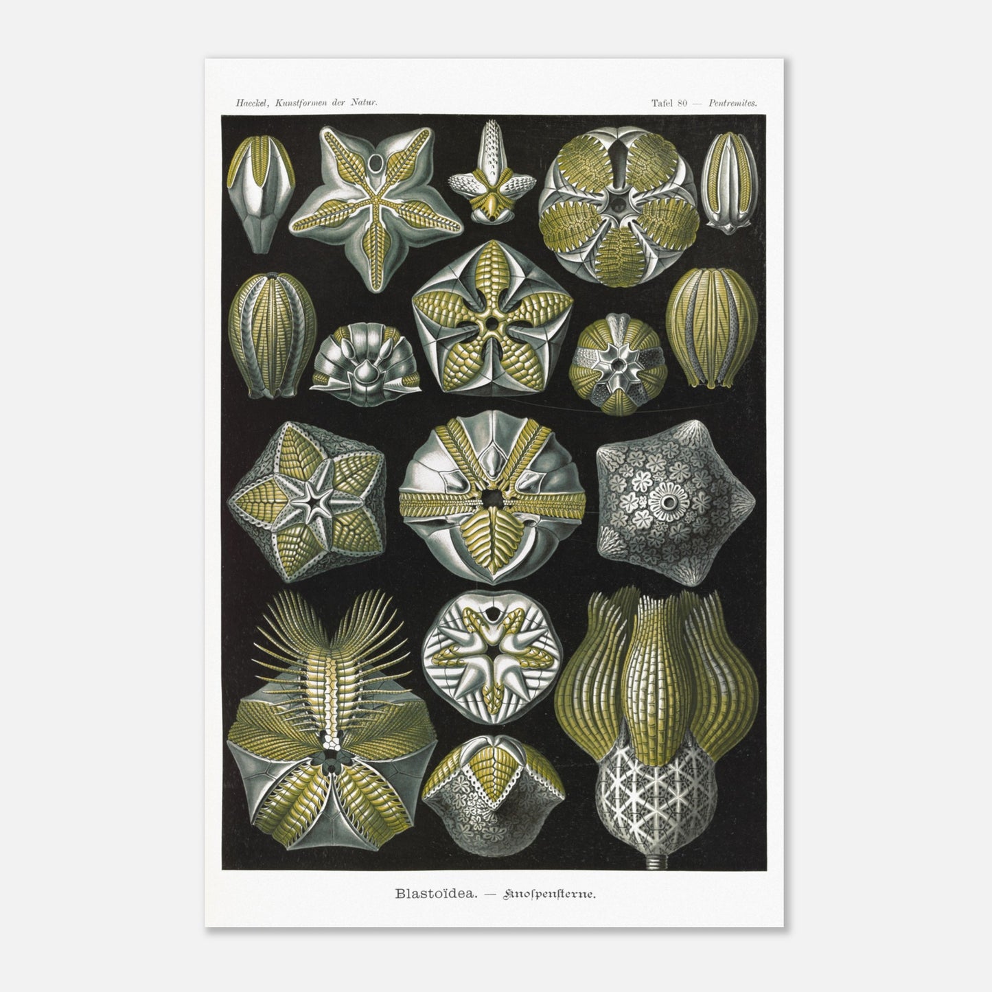 Planche zoologique de Blastoïdes - Ernst Haeckel (40x60 cm). Planche zoologique et botanique du XIXe siècle représentant plusieurs spécimens de Blastoides (étoiles de mer fossiles) sous différents angles, avec des détails anatomiques.